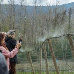 Primer viñedo regado con agua termal en el mundo inaugura su bodega en la región de La Araucanía