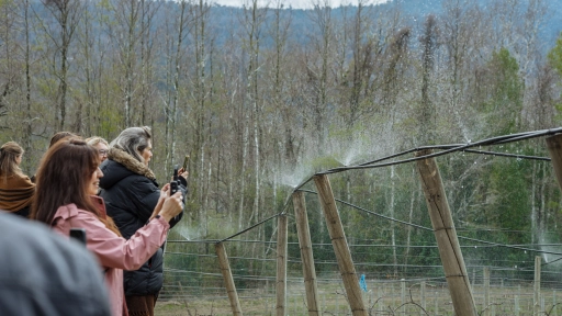 Primer viñedo regado con agua termal en el mundo inaugura su bodega en la región de La Araucanía