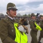 Cachorros y perros de Carabineros se robaron las miradas en la Parada Militar 2026