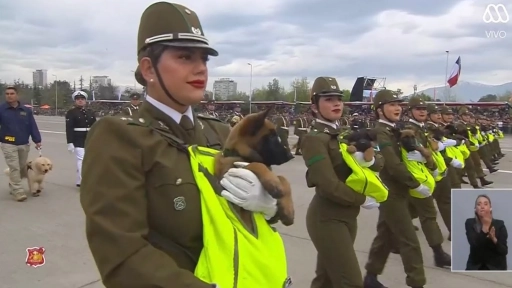 Cachorros y perros de Carabineros se robaron las miradas en la Parada Militar 2026