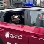 Conde: El perro adoptado por Seguridad Ciudadana de Las Condes que desfiló en la Parada Militar de la comuna