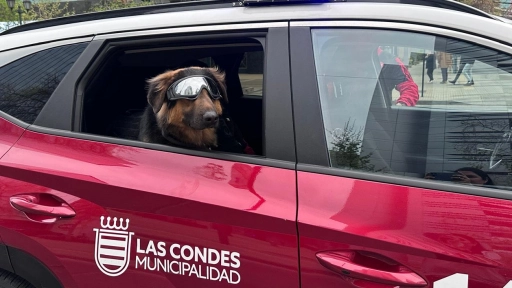 Conde: El perro adoptado por Seguridad Ciudadana de Las Condes que desfiló en la Parada Militar de la comuna