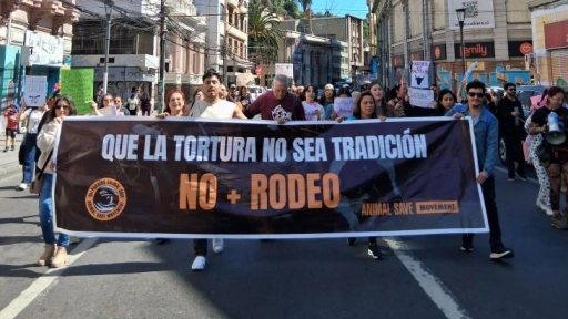 Valparaíso marcha por Tradiciones sin crueldad