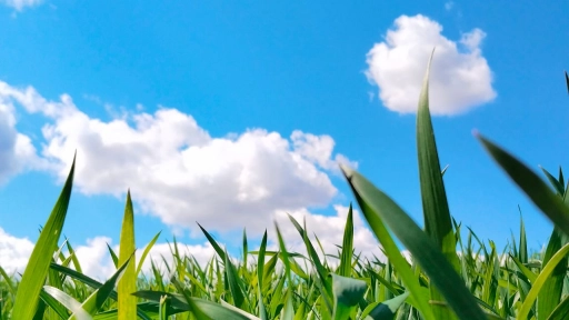 Día Internacional del Aire Limpio: la contaminación que no se ve en el aire empieza en las jaulas y los galpones