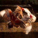 Operativo de la PDI desbarata peleas clandestinas de gallos en Arauco: 54 detenidos y 85 aves rescatadas