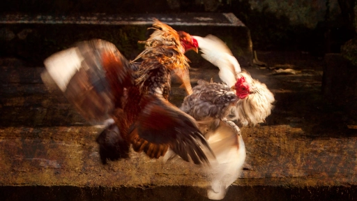 Operativo de la PDI desbarata peleas clandestinas de gallos en Arauco: 54 detenidos y 85 aves rescatadas