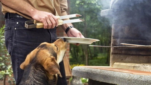 Consultas veterinarias de urgencia se disparan en Fiestas Patrias: Colmevet entrega guía para prevenir