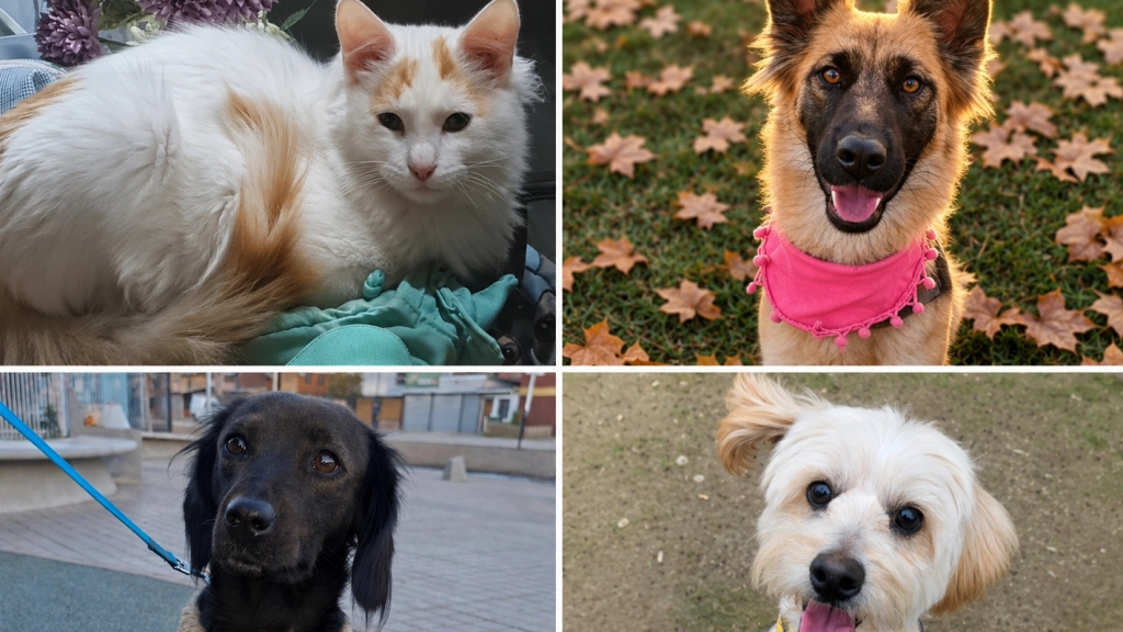 Jornada de adopción, SuperZoo