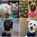 Jornada de Adopción busca entregarle una segunda oportunidad a perros y gatos en diferentes puntos del país