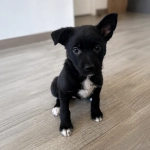 Casaideas reafirma su compromiso con el bienestar animal con nuevas jornadas de adopción