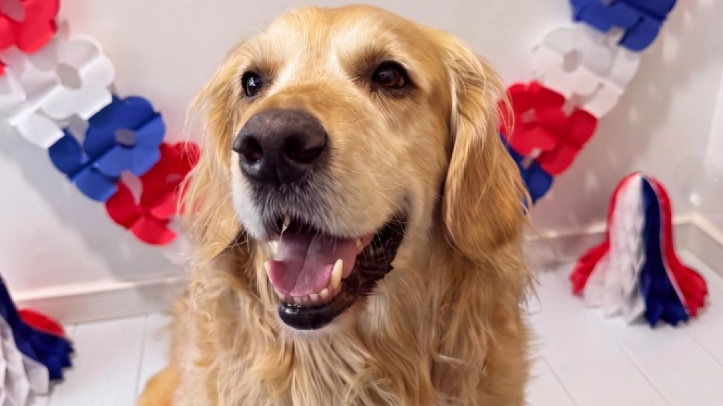 Animales en Fiestas Patrias, Inaba