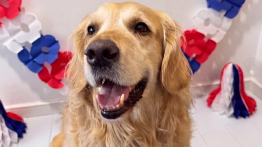 Fiestas Patrias: Alimentos prohibidos para perros y gatos