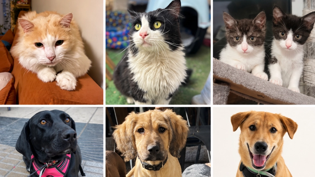 Jornada de adopción, Difusión