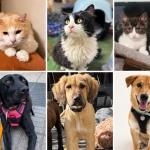 RM y Viña del Mar: Perros y gatos rescatados buscan una nueva oportunidad en jornadas de adopción