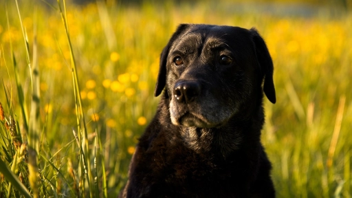 Perros negros: Rompiendo mitos y abriendo corazones