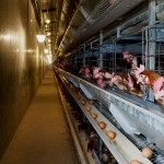 Cage Free: el movimiento que busca cambiar una industria donde el 96% aún produce con jaulas