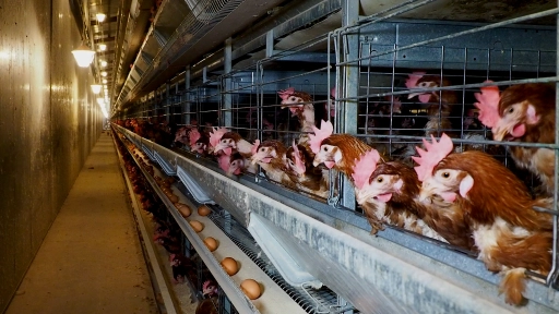 Cage Free: el movimiento que busca cambiar una industria donde el 96% aún produce con jaulas