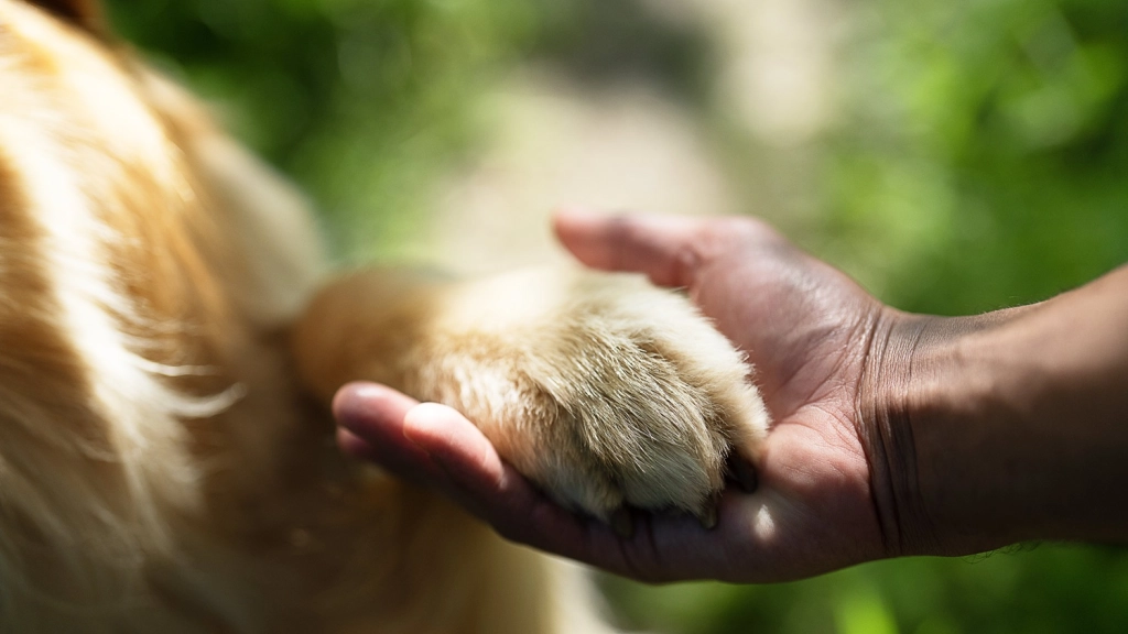 Primavera Perros, MSD Salud Animal