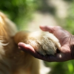 Primavera y perros ¿Por qué aumentan el rascado y las alergias en esta época?