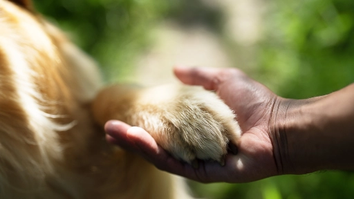 Primavera y perros ¿Por qué aumentan el rascado y las alergias en esta época?