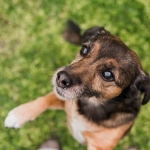 Chile eliminó la rabia transmitida por perros