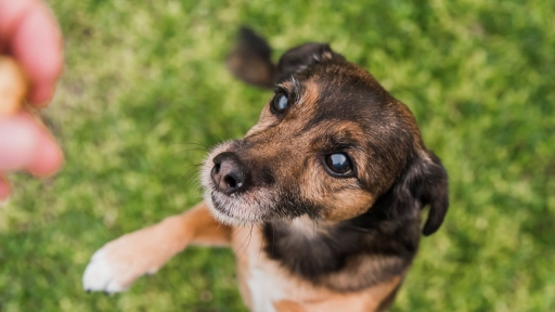Chile eliminó la rabia transmitida por perros