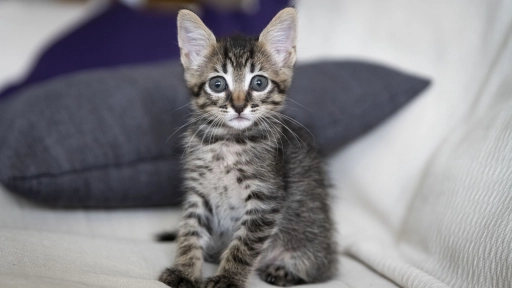 Gatitos: Presentan alimento para felinos desde el destete hasta los 12 meses de vida