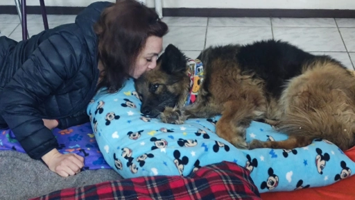 ¿Quién cuida a quiénes rescatan? La salud mental detrás del rescate animal