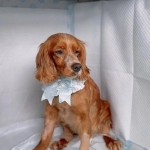 Fundación Manada Sanadora realizará bingo solidario para pagar la deuda veterinaria de Molly