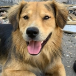 Caso Morocho: organizaciones animalistas piden a la Municipalidad de Santiago que permita su adopción por una familia
