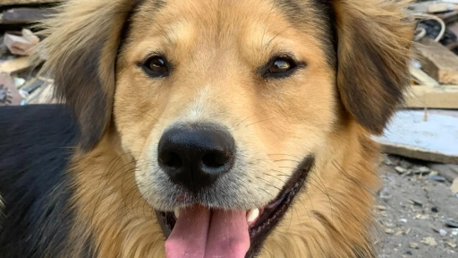 Caso Morocho: organizaciones animalistas piden a la Municipalidad de Santiago que permita su adopción por una familia