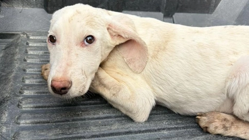 Villa Alemana: 35 perros quedaron sin hogar tras el desalojo de una vivienda y agrupaciones buscan reubicarlos