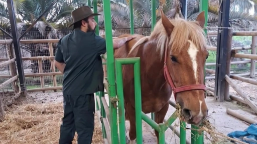 El Bosque informa que la yegua rescatada por maltrato animal se encuentra en buenas condiciones en Buin Zoo