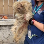 Rescatan a cinco perritas en Peñalolén: Fundación Animalia UAI busca donaciones y hogares temporales
