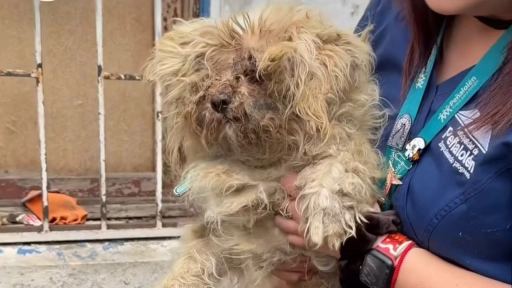 Rescatan a cinco perritas en Peñalolén: Fundación Animalia UAI busca donaciones y hogares temporales