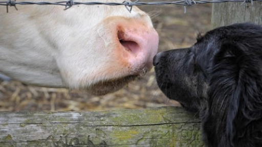 Día Mundial de los Animales: Un día para todos, no solo para los que elegimos querer