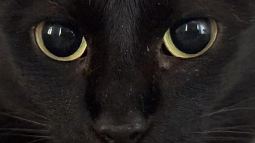 El prejuicio también tiene color: El estigma que enfrentan perros y gatos negros