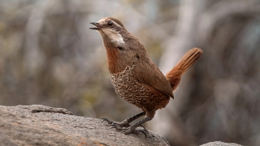 SAG y  Audubon firman convenio que permitirá fortalecer la vigilancia de enfermedades en aves silvestres