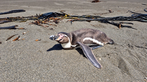 Pingüinos, lobos marinos y otras especies: qué hacer al encontrar fauna silvestre en problemas