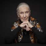 A un año de su fallecimiento: El legado de Jane Goodall sigue vivo en Chile