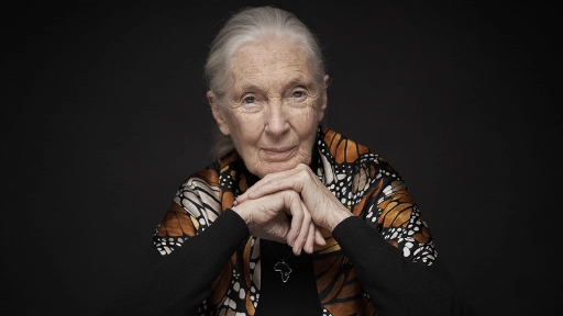 A un año de su fallecimiento: El legado de Jane Goodall sigue vivo en Chile