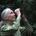 Jane Goodall Institute Chile invita a brindar por el legado de Jane Goodall a un año de su partida