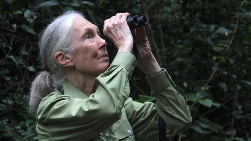 Jane Goodall Institute Chile invita a brindar por el legado de Jane Goodall a un año de su partida