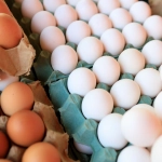 Día del Huevo: no todos se producen igual, ¿qué cambia para las gallinas?