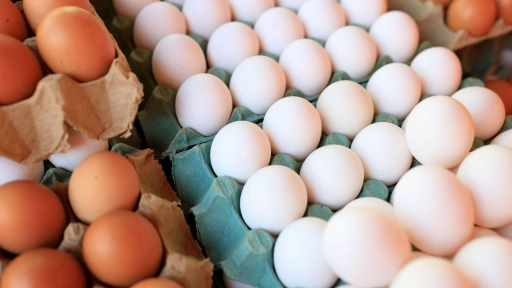 Día del Huevo: no todos se producen igual, ¿qué cambia para las gallinas?