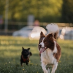 Encuentran veneno para ratones en canil de Las Condes: municipio presenta denuncia por maltrato animal