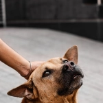 Si hay que evacuar: cómo proteger a perros y gatos ante el sistema frontal