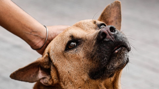 Si hay que evacuar: cómo proteger a perros y gatos ante el sistema frontal
