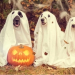 Halloween: los errores que pueden poner en riesgo a los animales