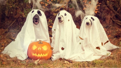  Halloween: los errores que pueden poner en riesgo a los animales